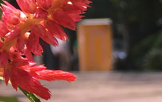 拍照差別大嗎？iPhone 6s Plus對(duì)比iPhone 6 Plus