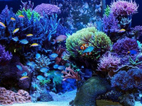 養魚怕麻煩？請個智能“專家”來幫你吧