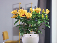 智能花盆Parrot?Pot?“植物殺手”們的春天來(lái)了  